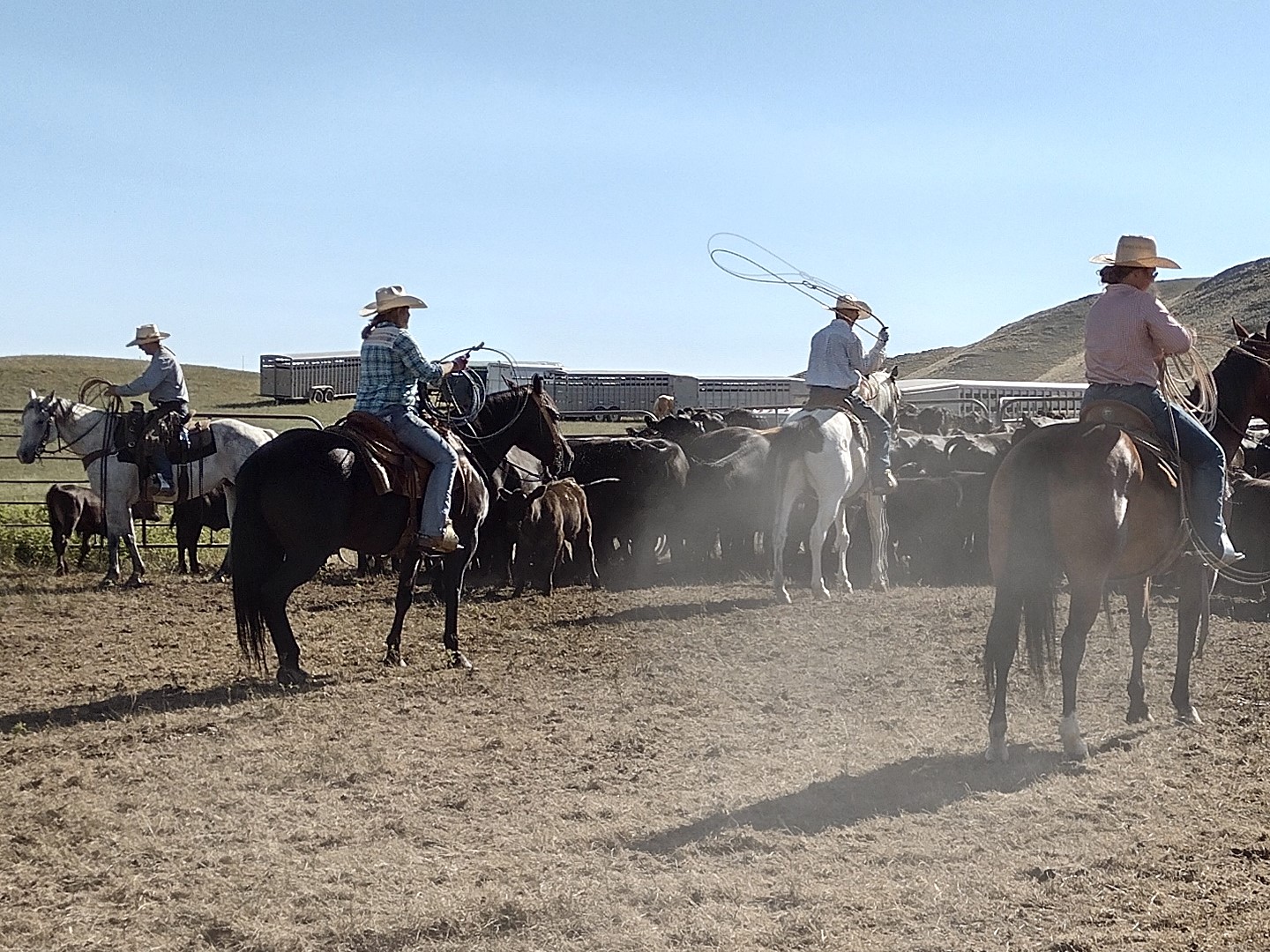 people roping cattle