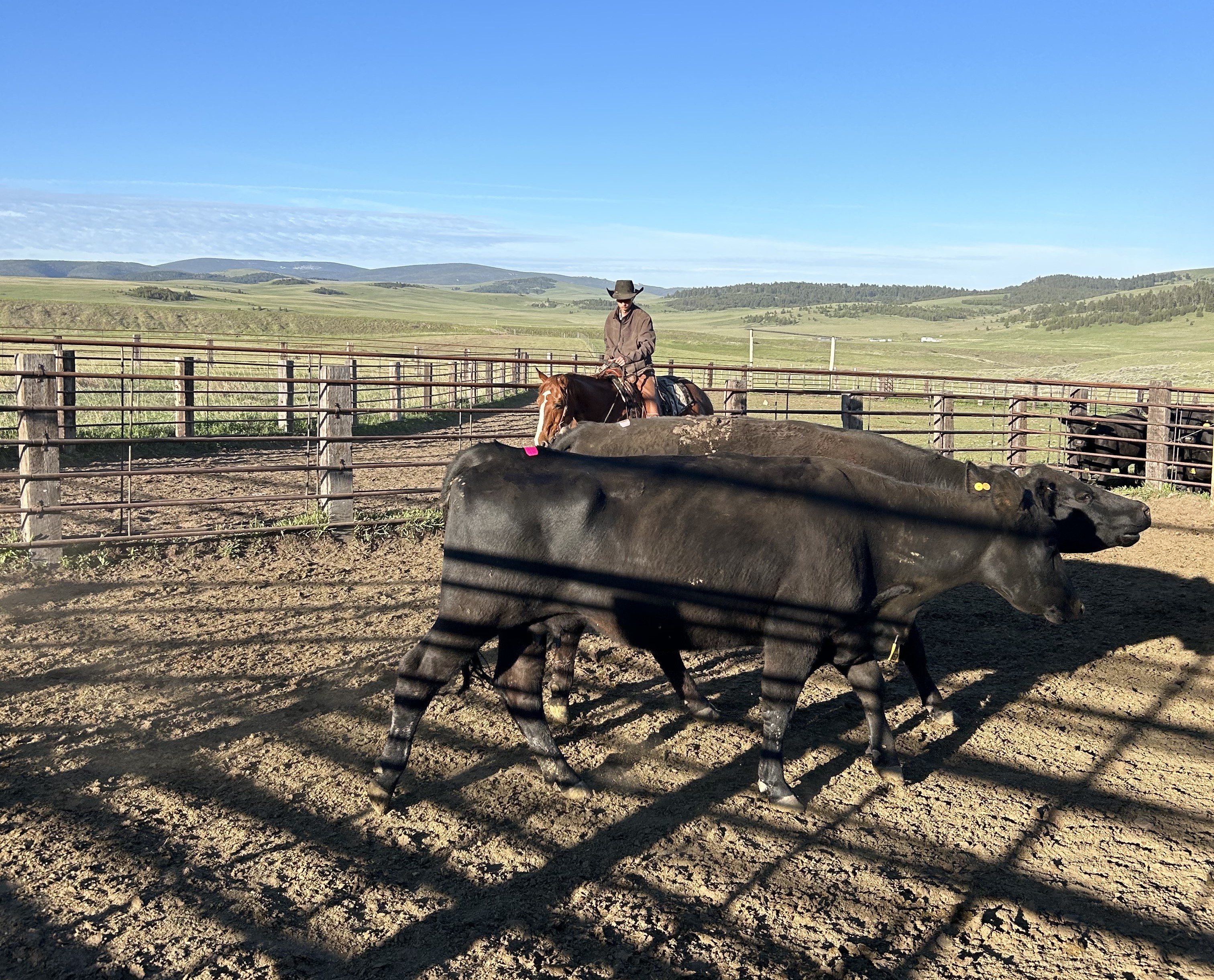 a young ranching rounding up cattle