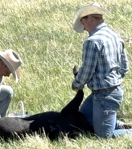 A young man wrangling a calf