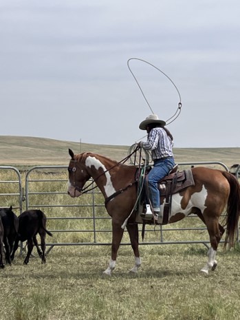 A man roping cattle from horseback