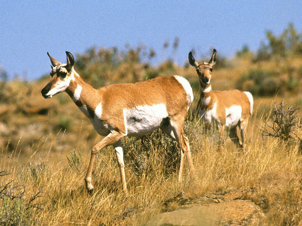 two pronghorn on rangeland