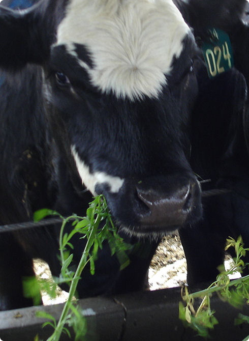 Up Close shot of a cow chewing grass