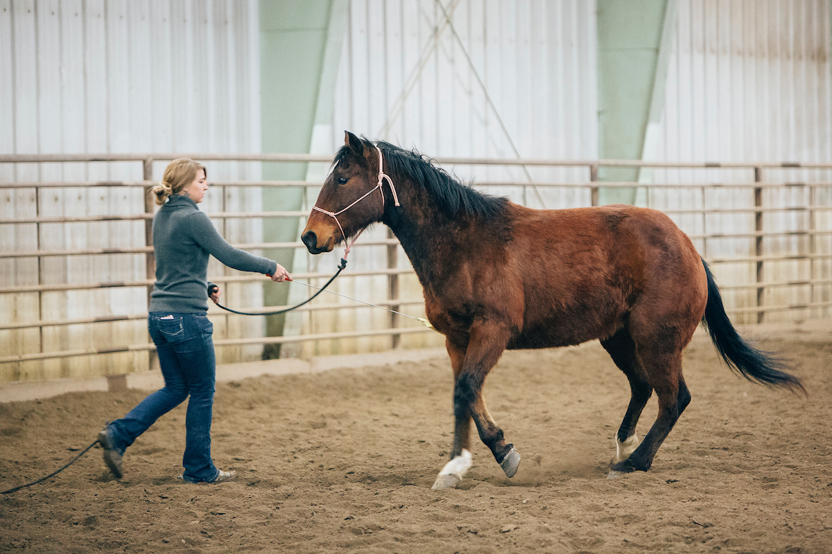 young woman with horse on halter