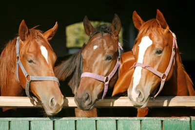 Three horses