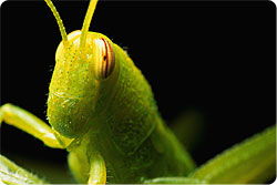 Grasshopper