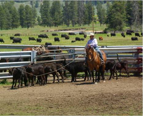 Equine Science Phd Programs