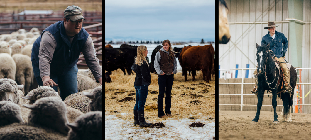 students with sheep, cows and horses