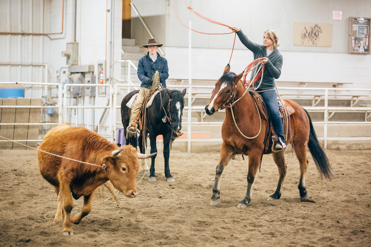 A young woman on horseback throws a lasso toward a cow  while a young man watches