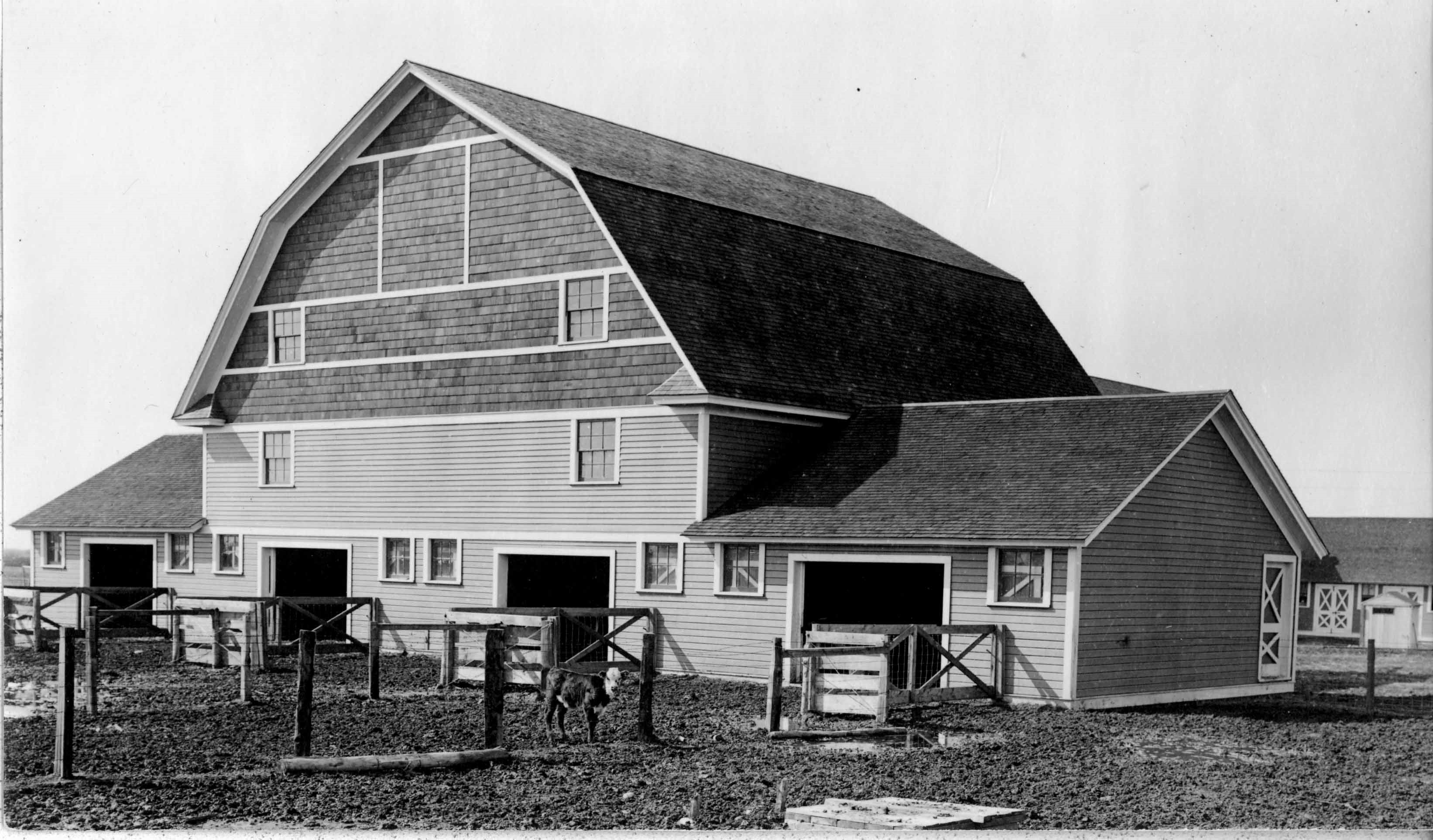A 1911 barn where steer were fed