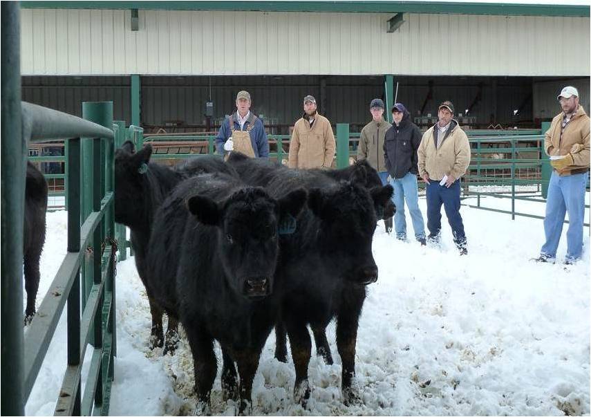 Group of students observing cattle