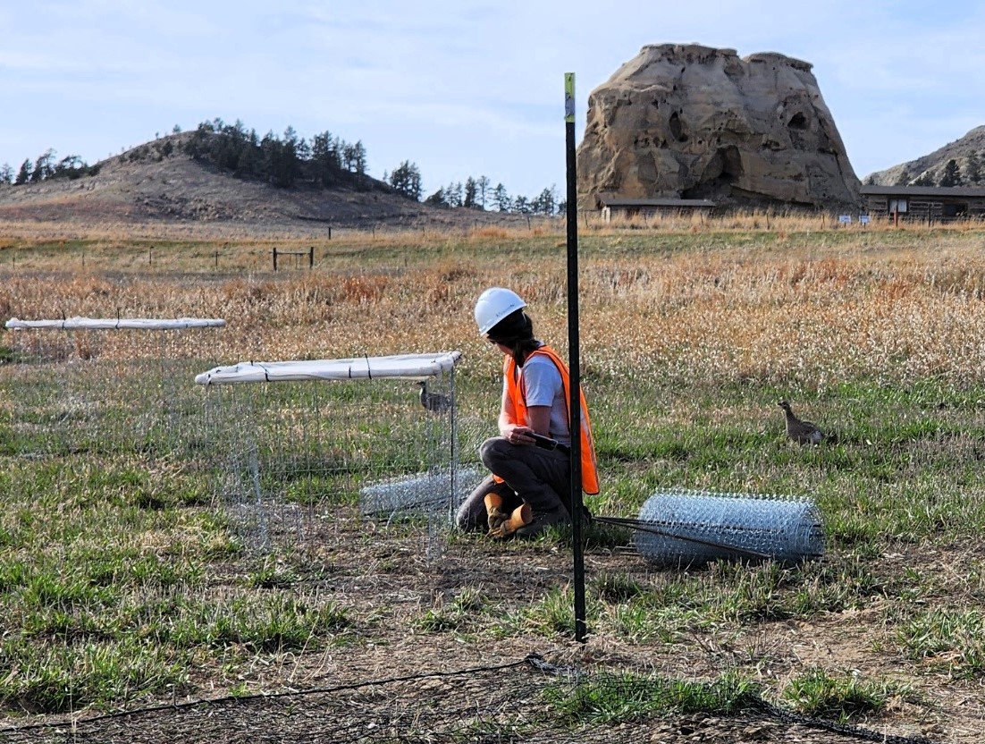 scientist in the field trapping a grouse