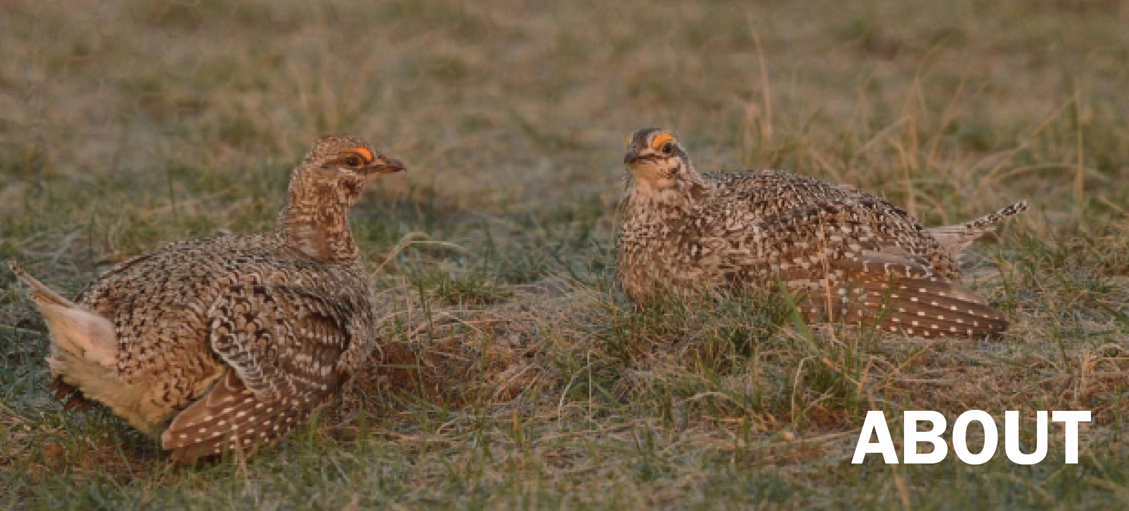 Two grouse in a field