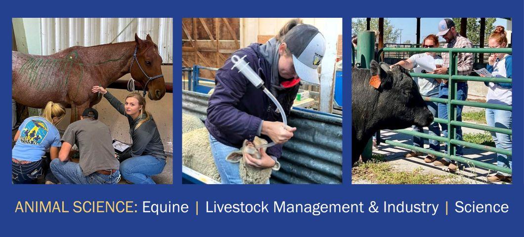 Students marking on a horse, student feeding a lamb, students foot scoring cattle