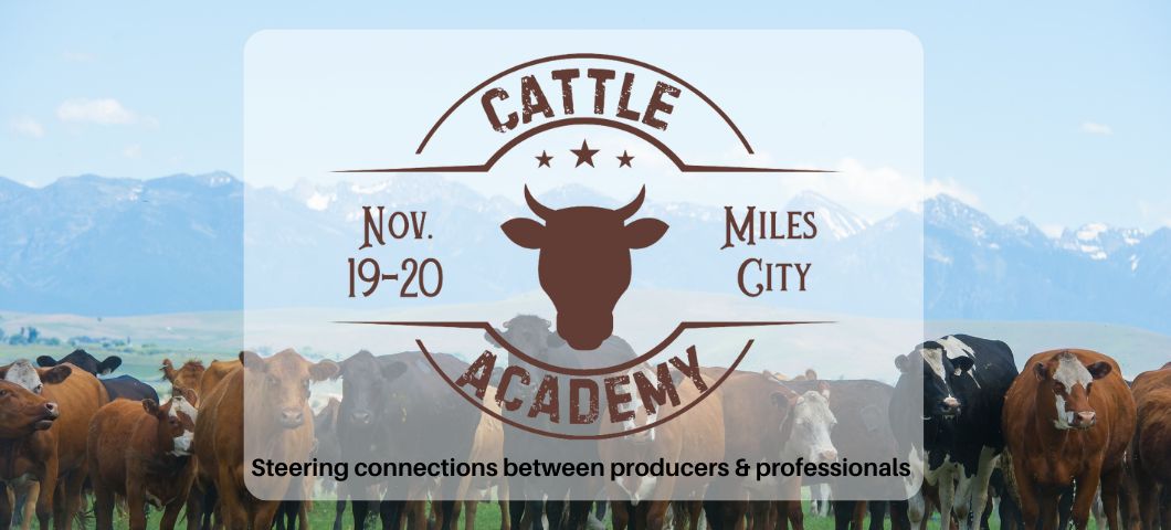 a herd of cattle with a logo that reads "Cattle Academy."