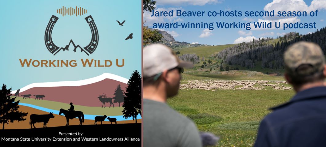 Two men gaze across a Montana landscape where sheep graze.