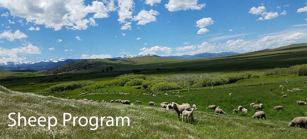 Sheep grazing in the field at Red Bluff.