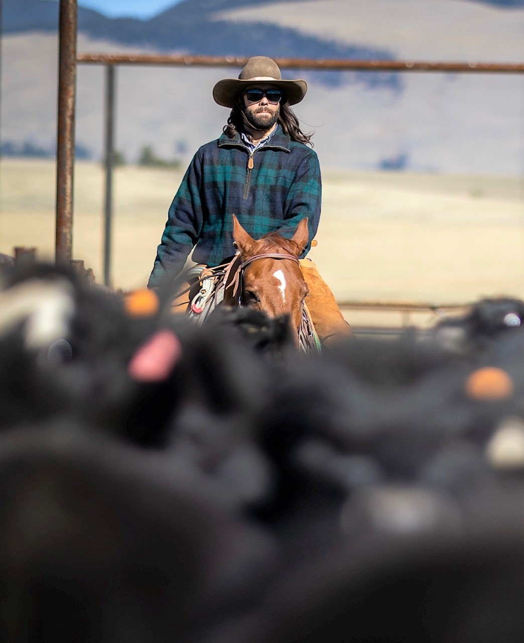 A bearded man with long dark hair and a cowboy hat is on horseback leading a herd of black angus cattle