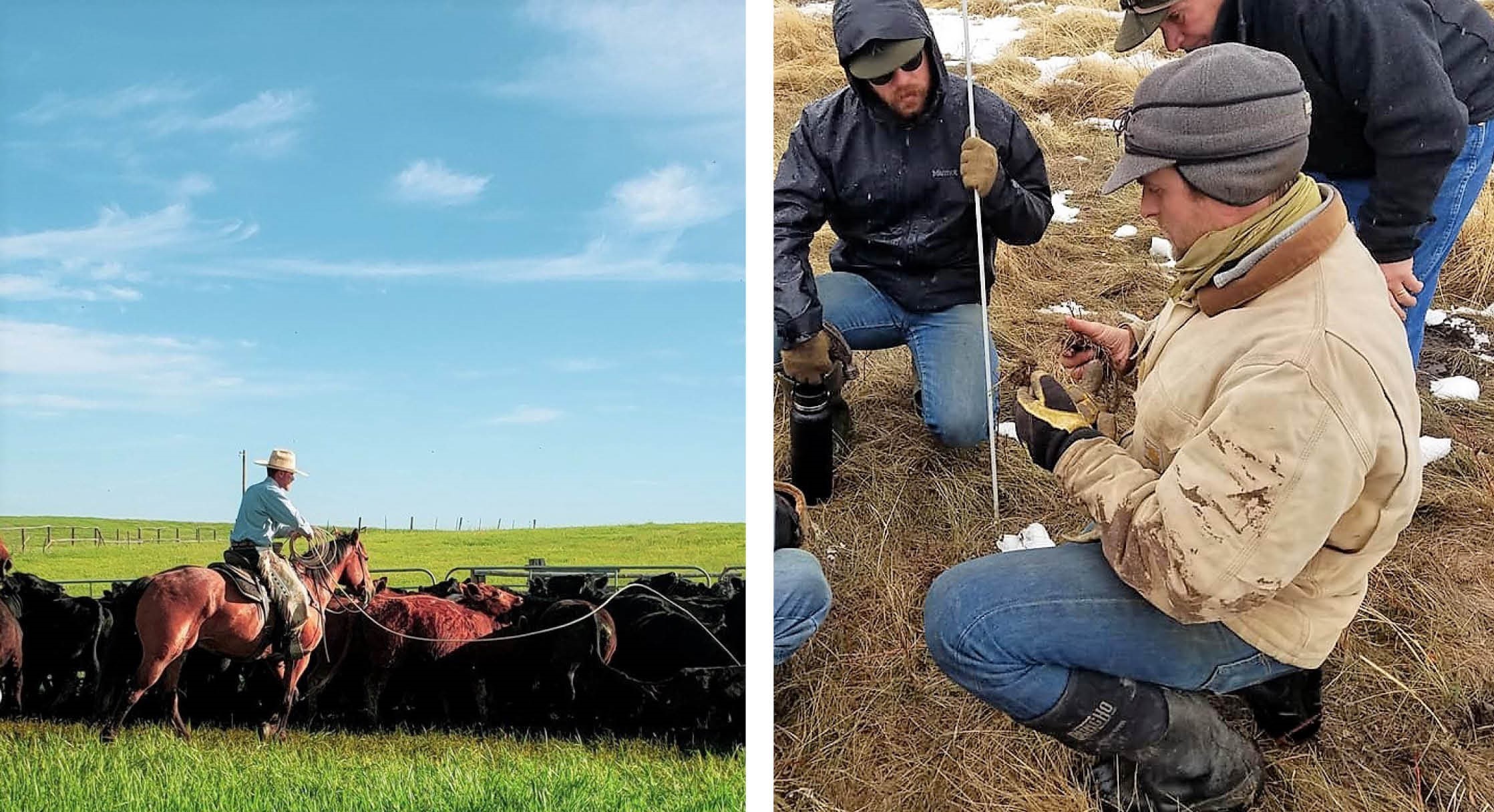 Left: a student on a horse herds cattle. Right: Four students in a winter grazing class 