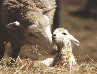 Mama Sheep with new born lamb