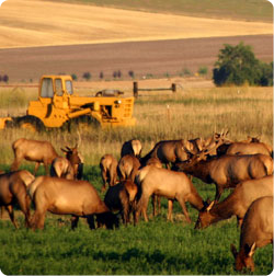 Elk Farm photo by Gary Matthews