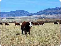 Cow standing in field with mountains behind it