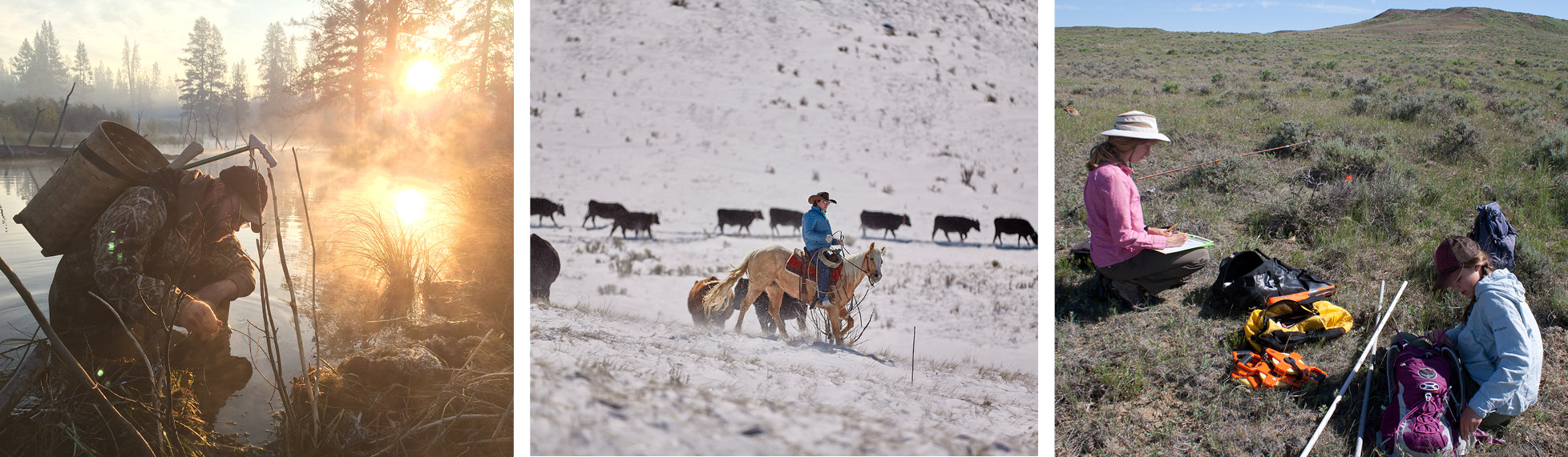 a graduate student trapping beaver, a graduate student on horseback, graduate students on the range