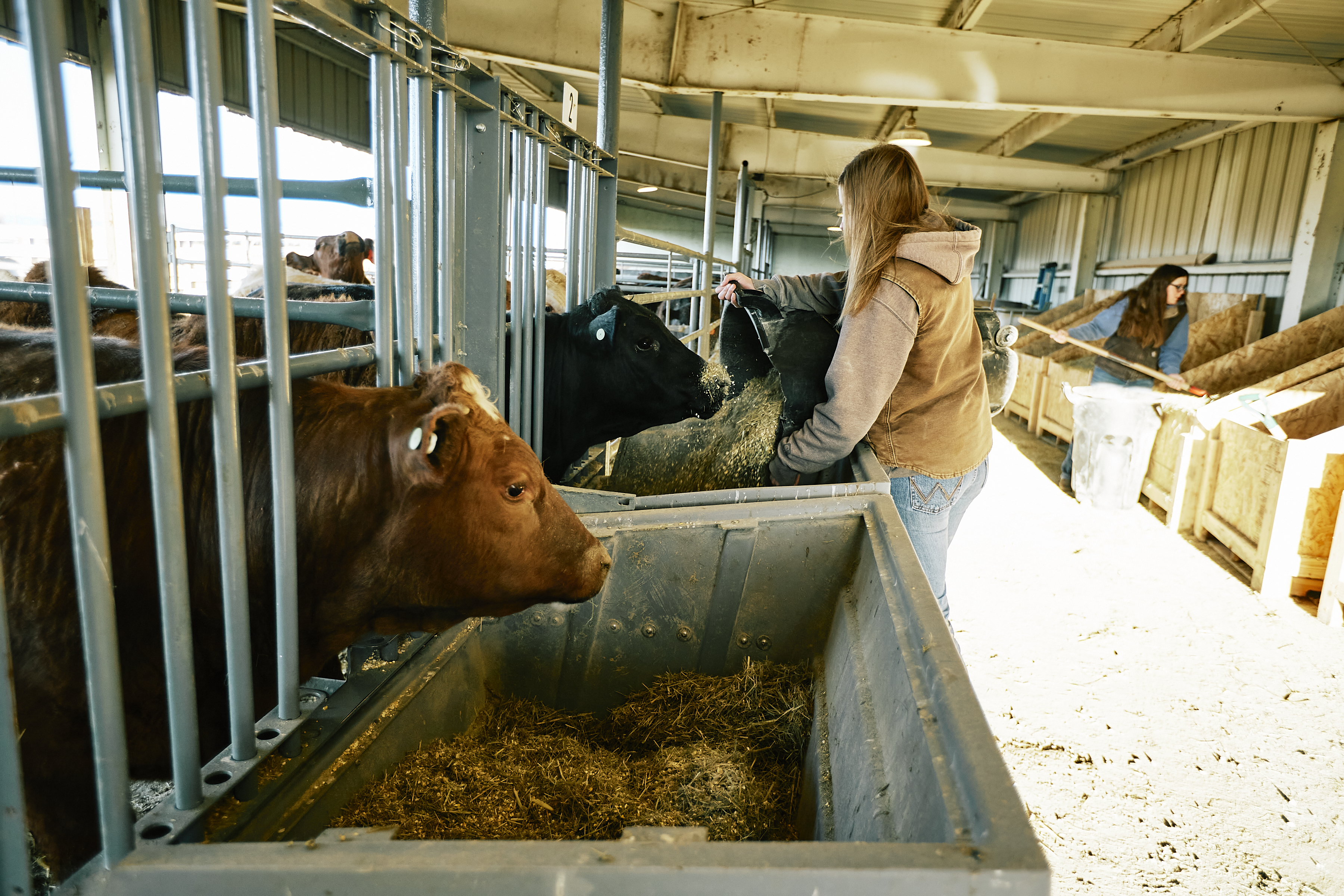 a student is feeding cows in a barn