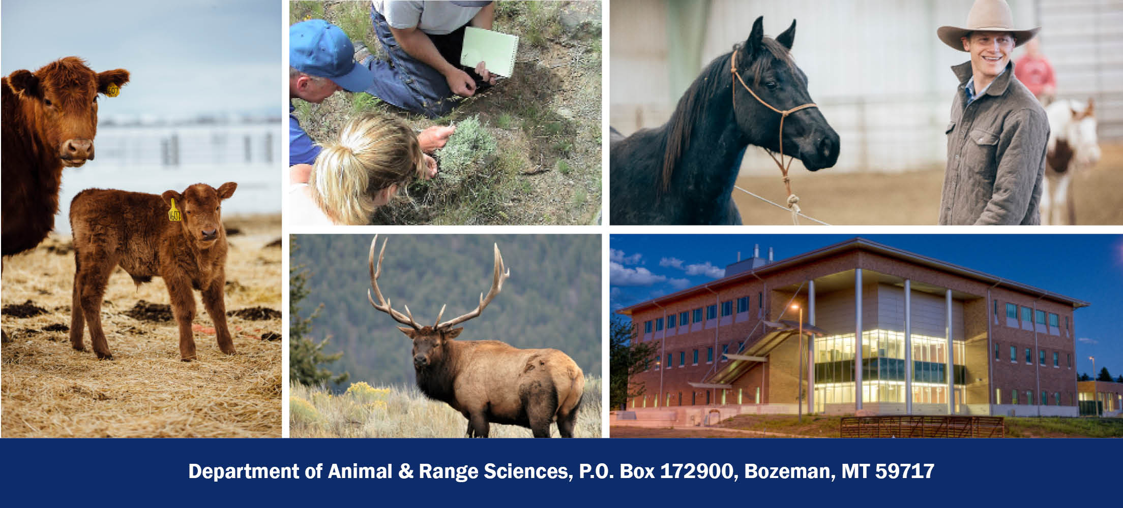 a cow and calf, a male student with horse, students studying grasses, an elk, photo of a three story building at night