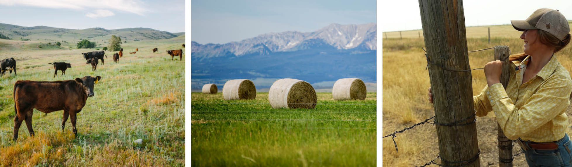 a herd of black angus cows, round hay bales in a pasture, a young woman in a cap wrapping wire around a fencepost