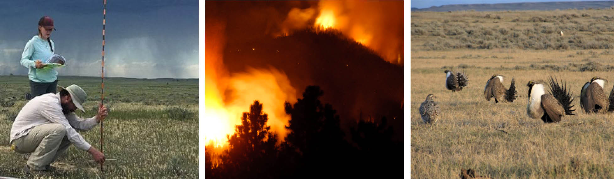 a woman and man scientists measuring rangeland grasses, a wildfire rages, sage grouse displaying on a lek