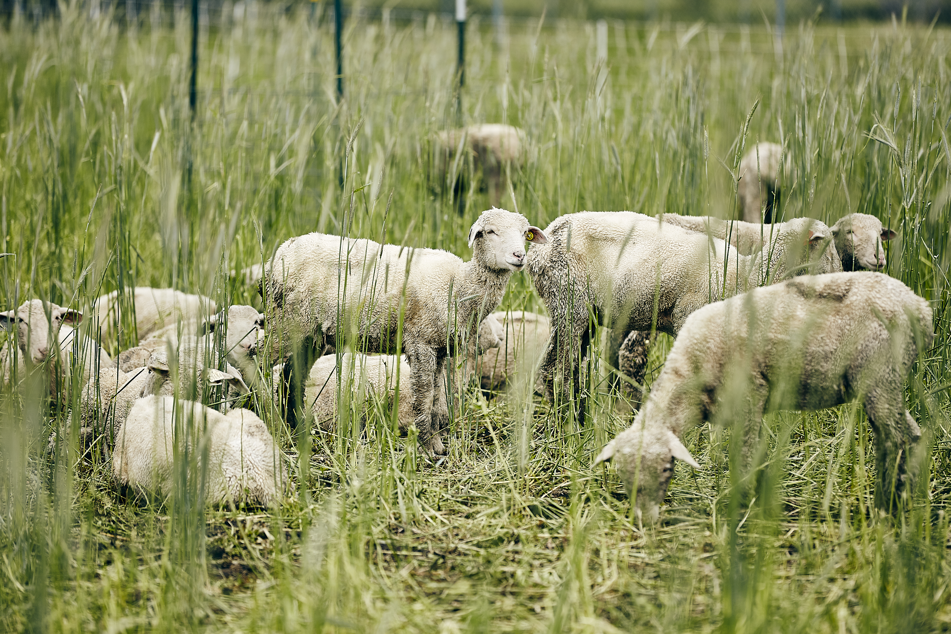 sheep are grazing in a field
