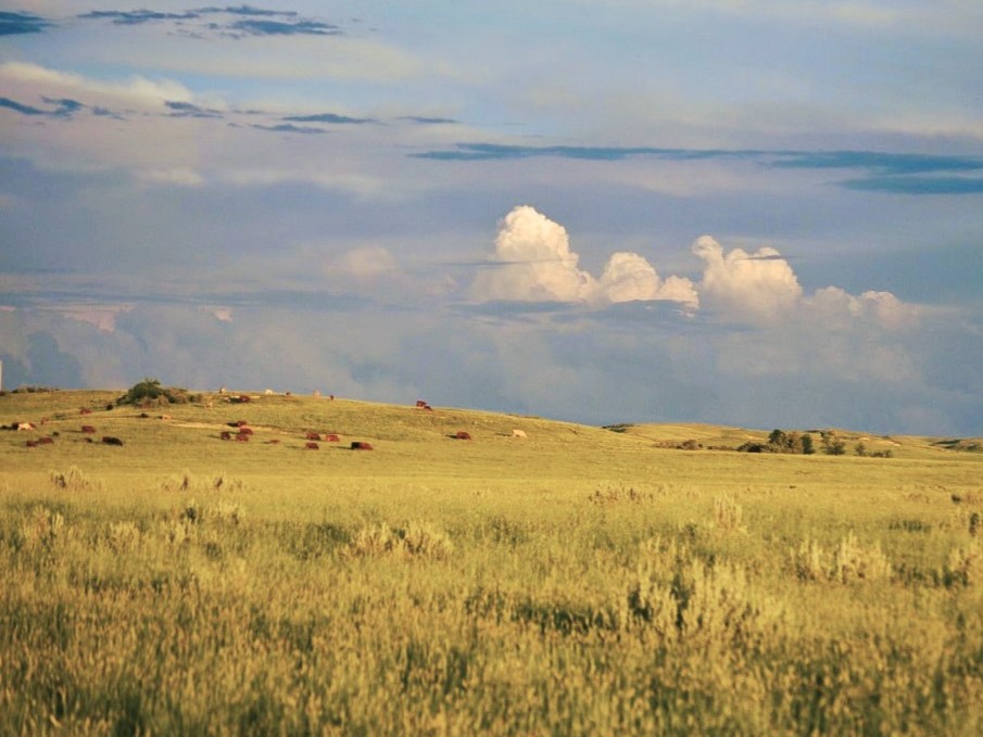 a cow pasture