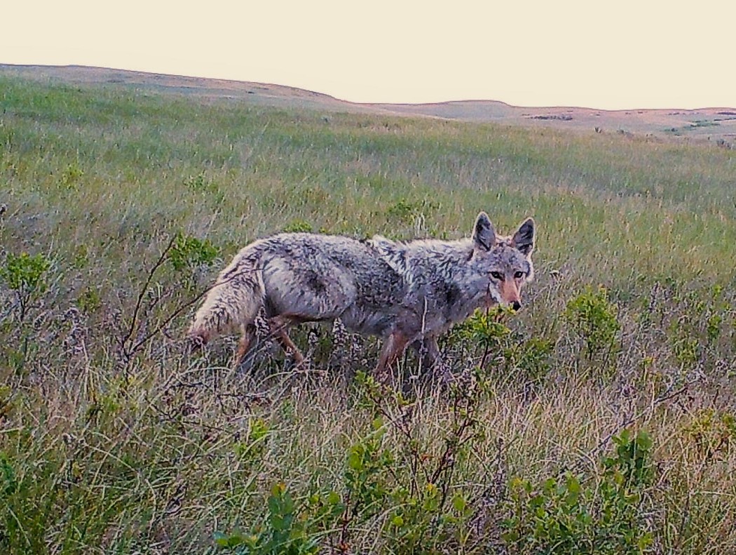 A coyote on the prowl