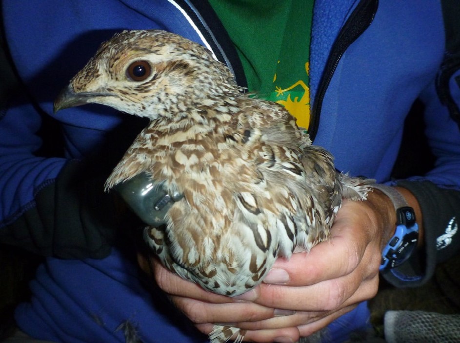 a grouse with a radio attached