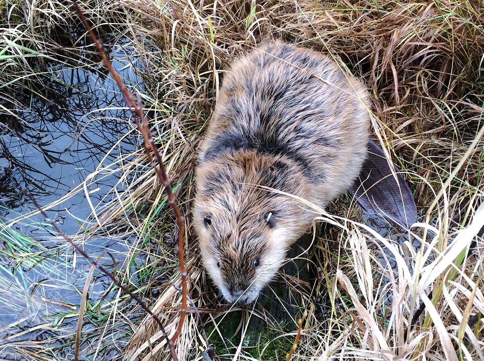 a beaver